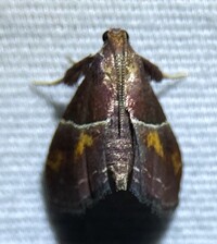 Penthesilea sacculalis