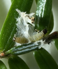 Coleotechnites apicitripunctella