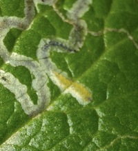 Phyllocnistis insignis