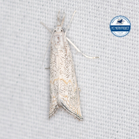 Haimbachia squamulellus