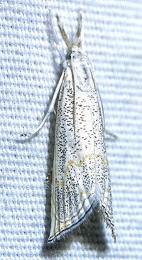 Haimbachia squamulellus