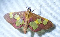 Colomychus talis