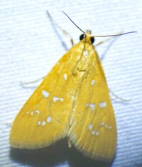 Diastictis unidentified species