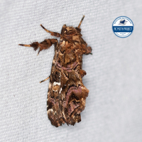 Callopistria mollissima