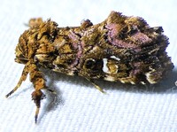 Callopistria mollissima