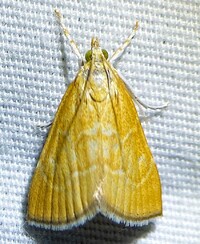 Aethiophysa unidentified species