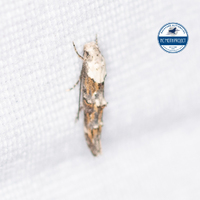 Mompha albocapitella 