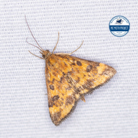 Pyrausta subsequalis