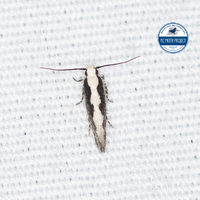 Agnippe prunifoliella