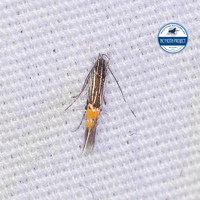 Cosmopterix dapifera