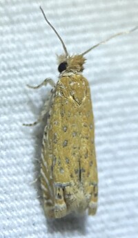 Pelochrista unidentified species