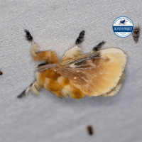 Megalopyge opercularis