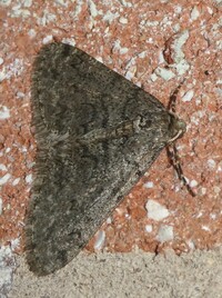 Phigalia denticulata