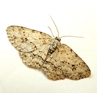 Ectropis crepuscularia