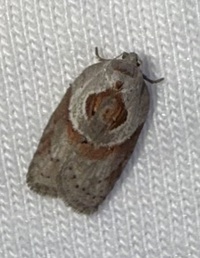 Acleris maculidorsana