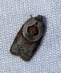 Acleris maculidorsana