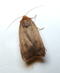 Metaxaglaea unidentified species