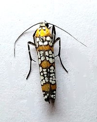 Atteva aurea