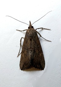 Hypena scabra