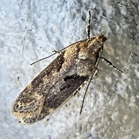 Chionodes mediofuscella