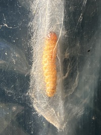 Crocidophora pustuliferalis