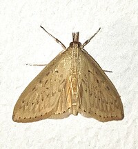 Crocidophora pustuliferalis