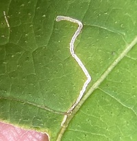 Bucculatrix polymniae