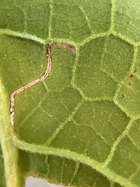 Bucculatrix polymniae