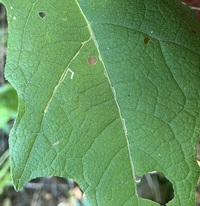 Bucculatrix polymniae
