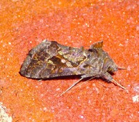 Chrysodeixis includens