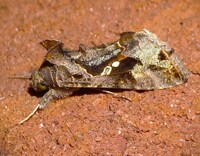 Chrysodeixis includens