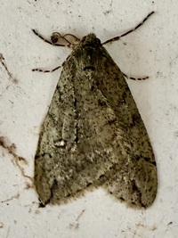 Paleacrita merriccata