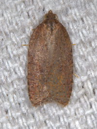 Acleris viburnana