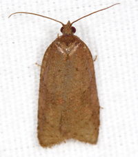 Acleris viburnana