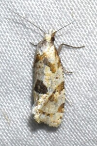 Aethes unidentified species