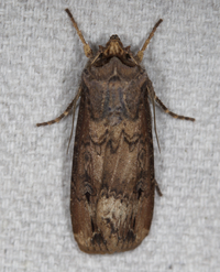 Agrotis ipsilon