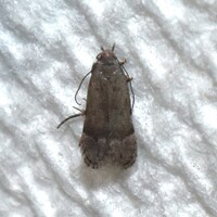 Anacampsis New Species 2