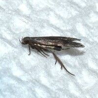 Anacampsis New Species 2