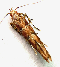 Anatrachyntis badia