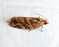 Argyrotaenia hodgesi