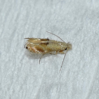 Bucculatrix packardella