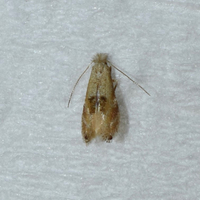Bucculatrix packardella