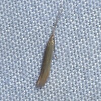 Coleophora unidentified species