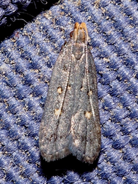 Dichomeris agonia