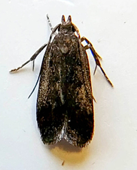Dichomeris crepida