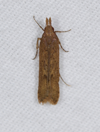 Dichomeris ligulella