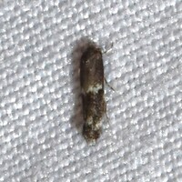 Elachista illectella