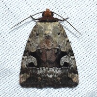 Elaphria festivoides