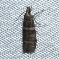 Ephestia columbiella