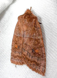 Eupsilia cirripalea